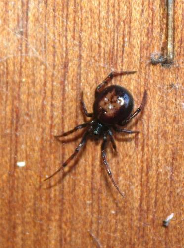 Steatoda bipunctata
